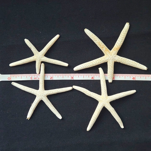 Unique Natural Seashell Collection-30yo Rare Hawaiian & 20yo Floridian, 2"-4.5" - Picture 14 of 15